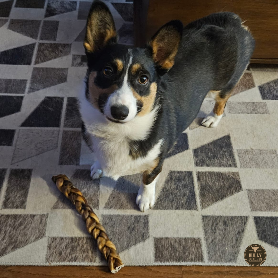 Gâterie de collagène brun tressé pour chien mâcheur