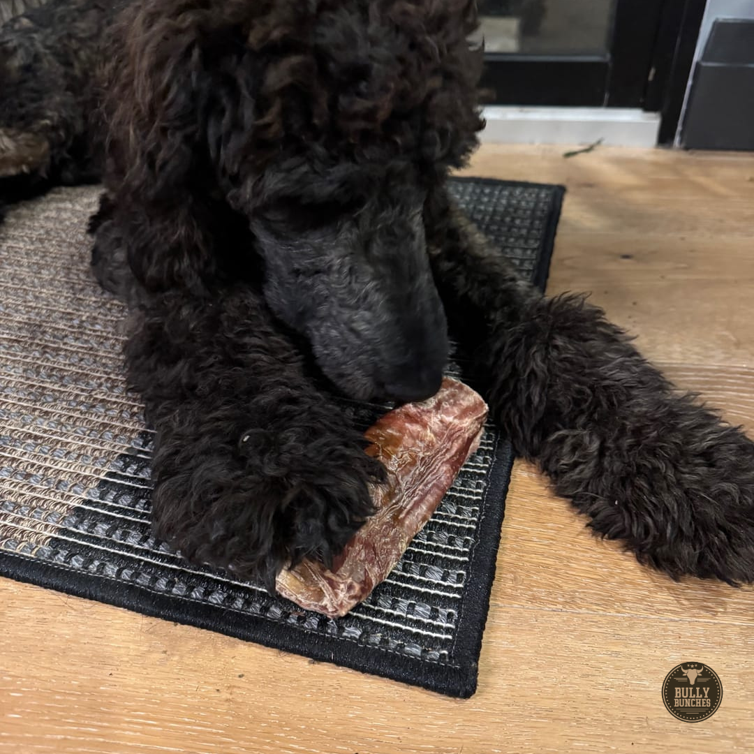 Chien mâchant une trachée de bœuf enrobée de viande séchée