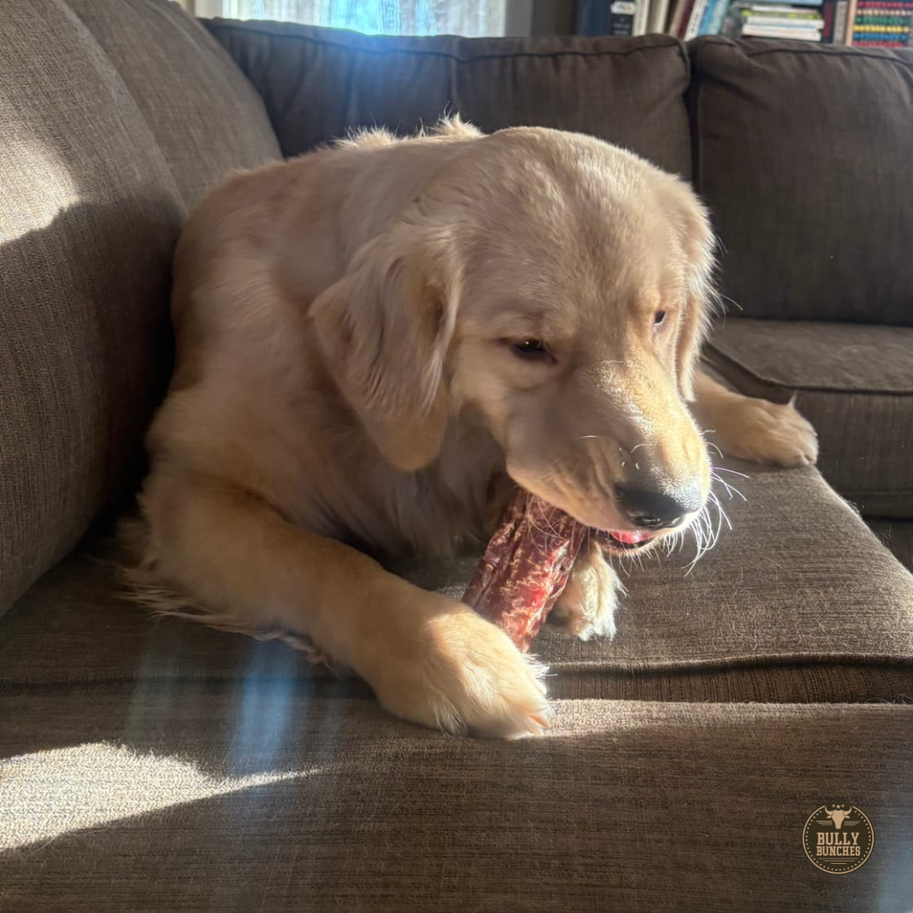 Labrador mâchant une trachée de bœuf de 15 cm