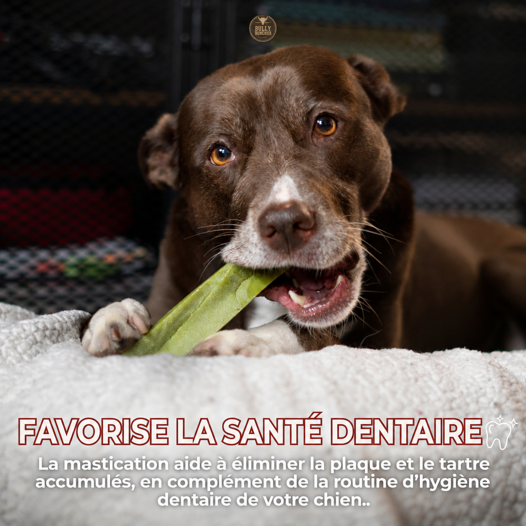 Gâterie fromage de yak à saveur de menthe pour chien