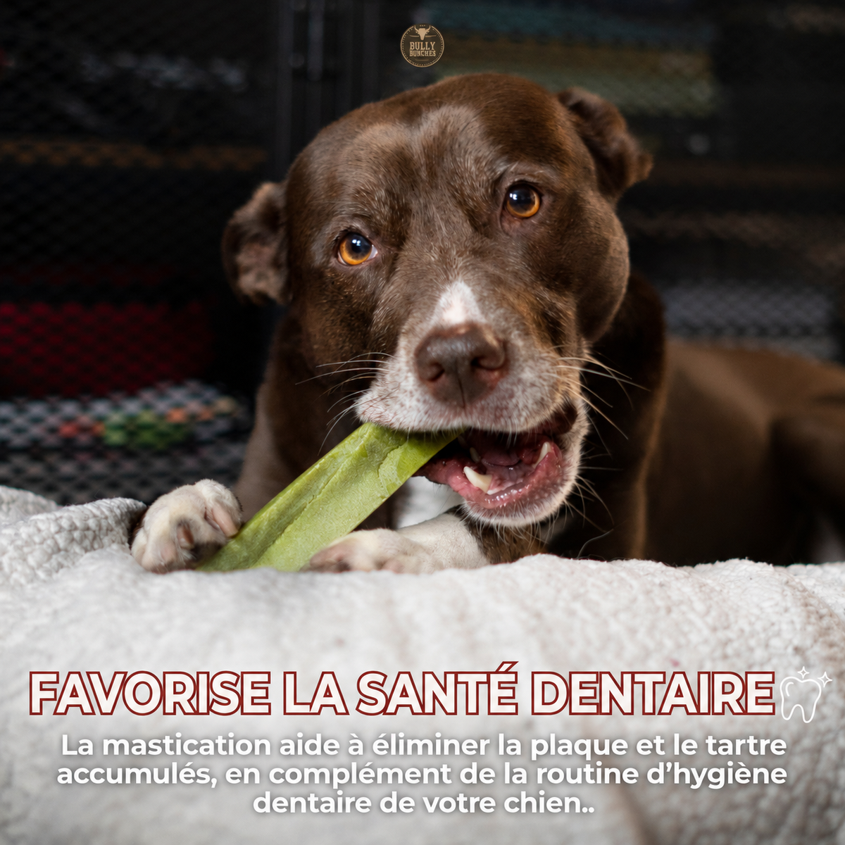 Gâterie fromage de yak à saveur de menthe pour chien