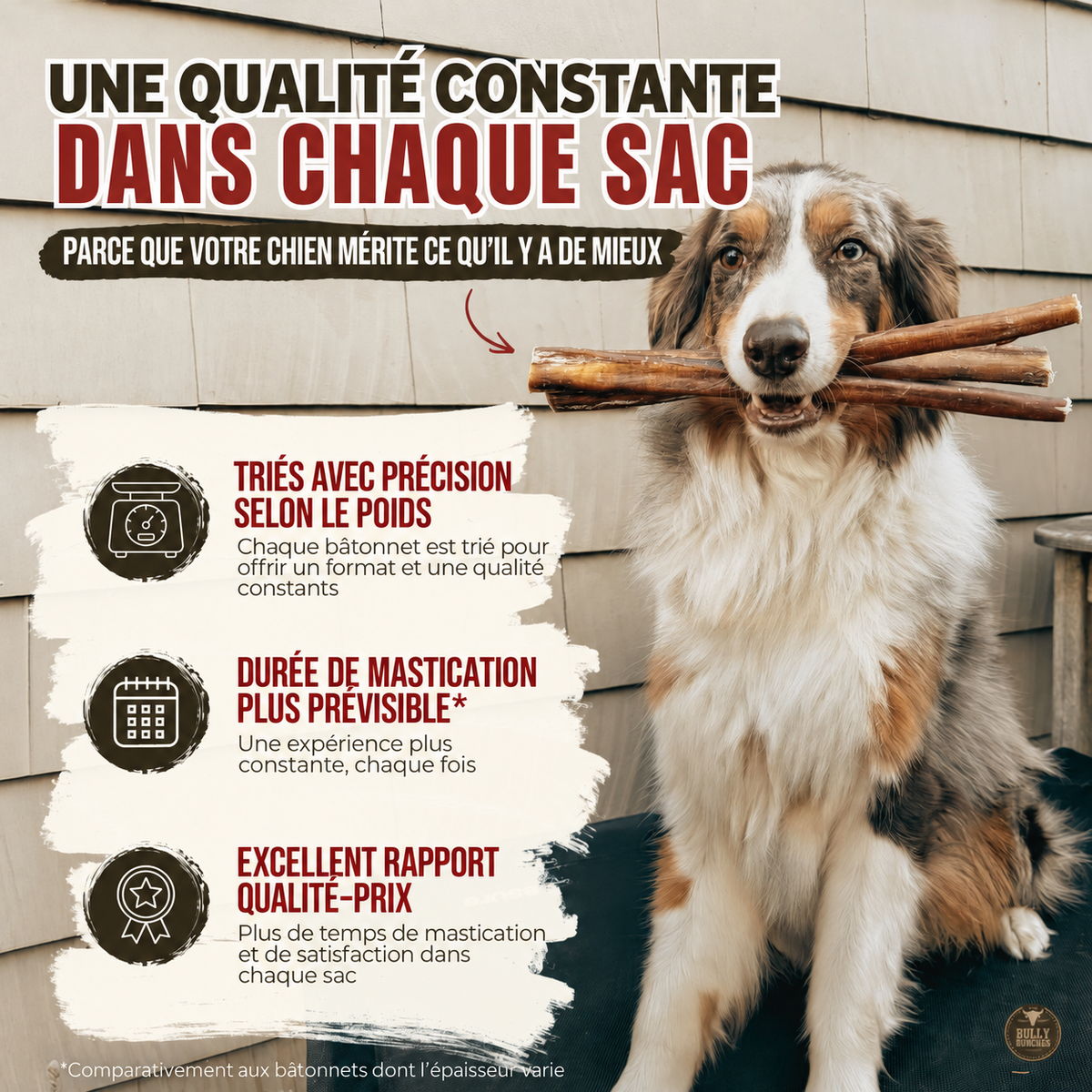 Chien tenant plusieurs bâtons à mâcher Bully Bunches triés selon leur poids