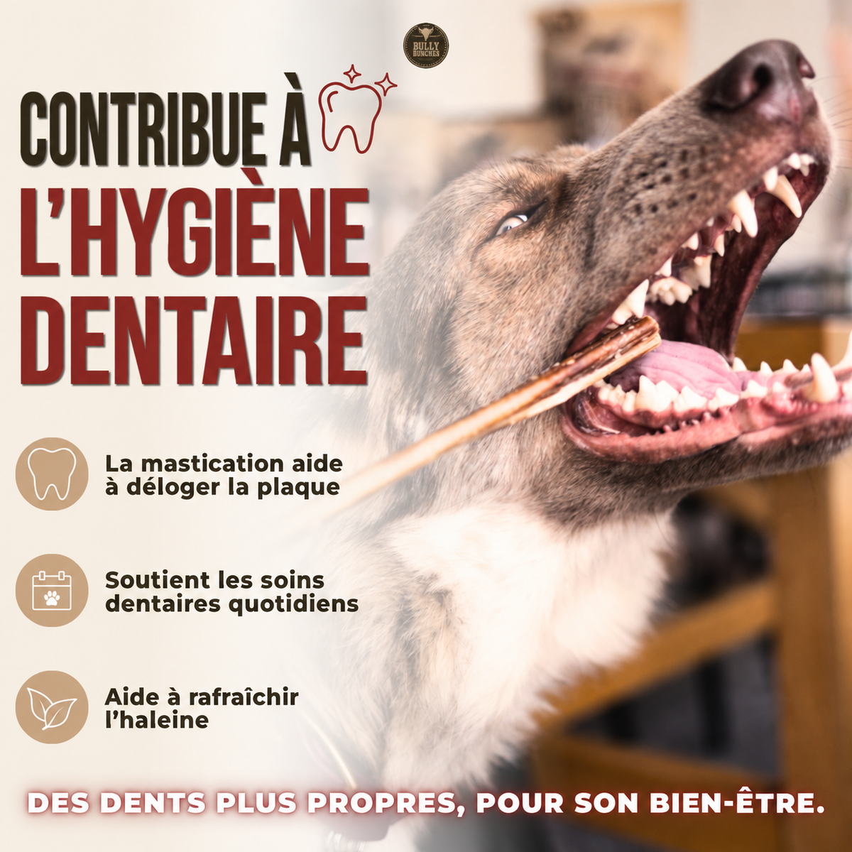 Chien mâchant un bâton jumbo contribuant à l’hygiène dentaire