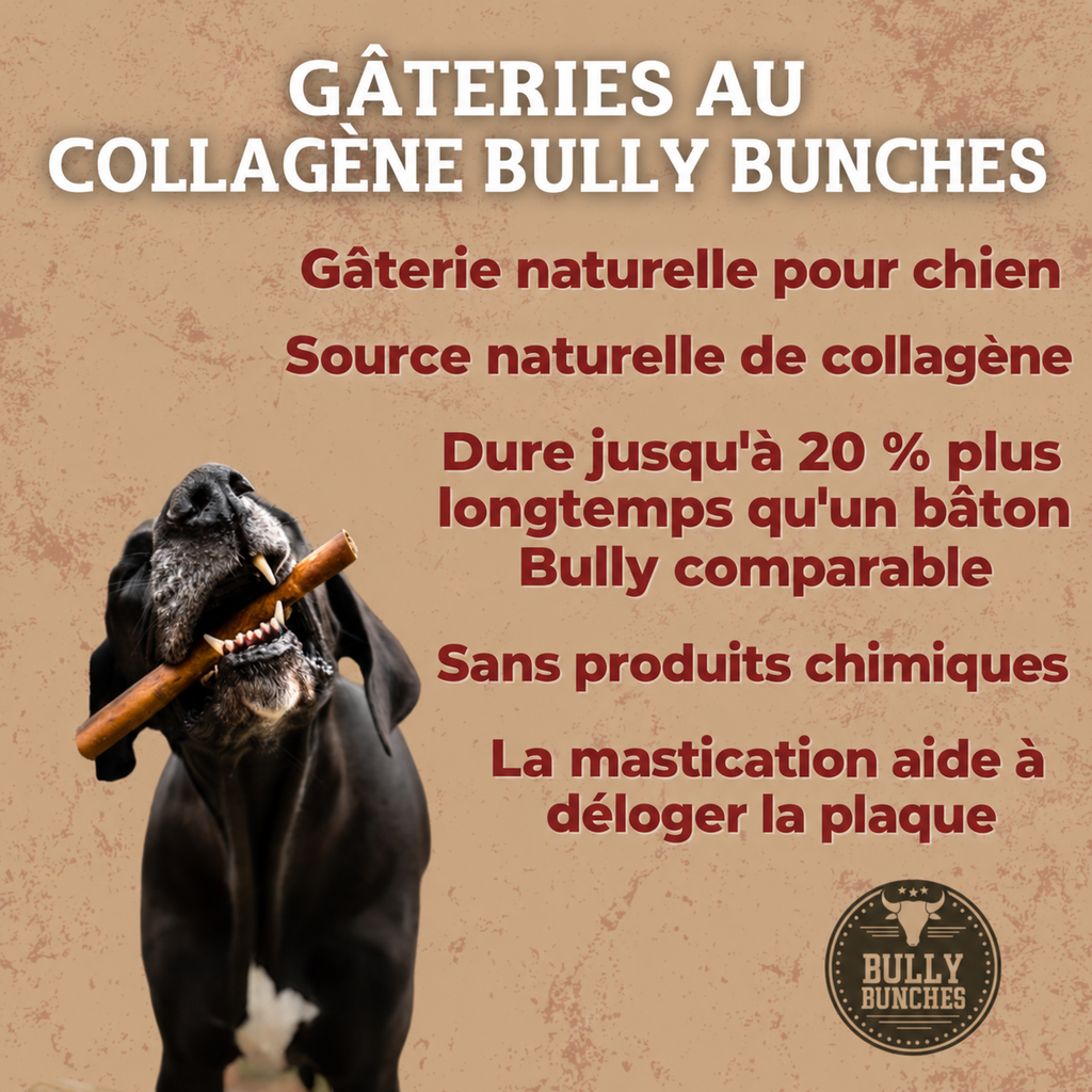 Chien mâchant une gâterie naturelle au collagène Bully Bunches