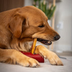 Support de sécurité pour bâton à mâcher – Chien