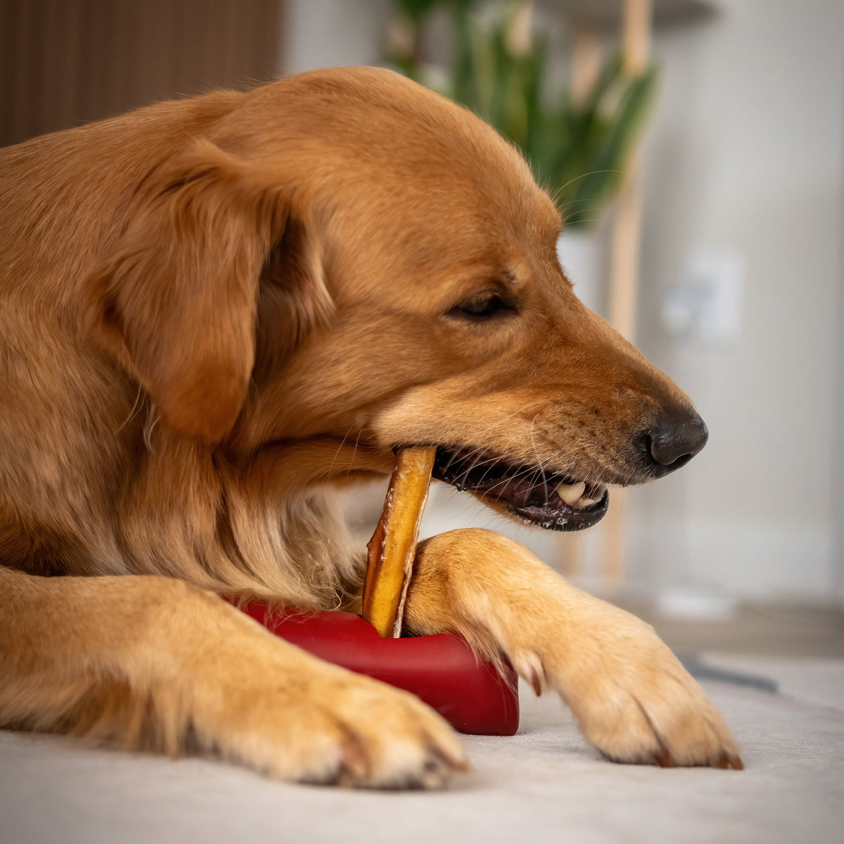 Chew stick safety holder – Dog