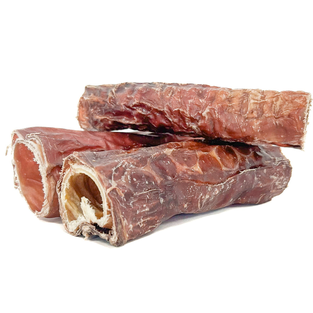 Jeune chien tenant une trachée de bœuf entre ses pattes