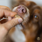 gâteries lyophilisées au foie de bœuf pour chien 