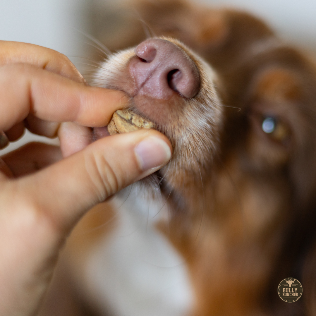 gâteries lyophilisées au foie de bœuf pour chien 