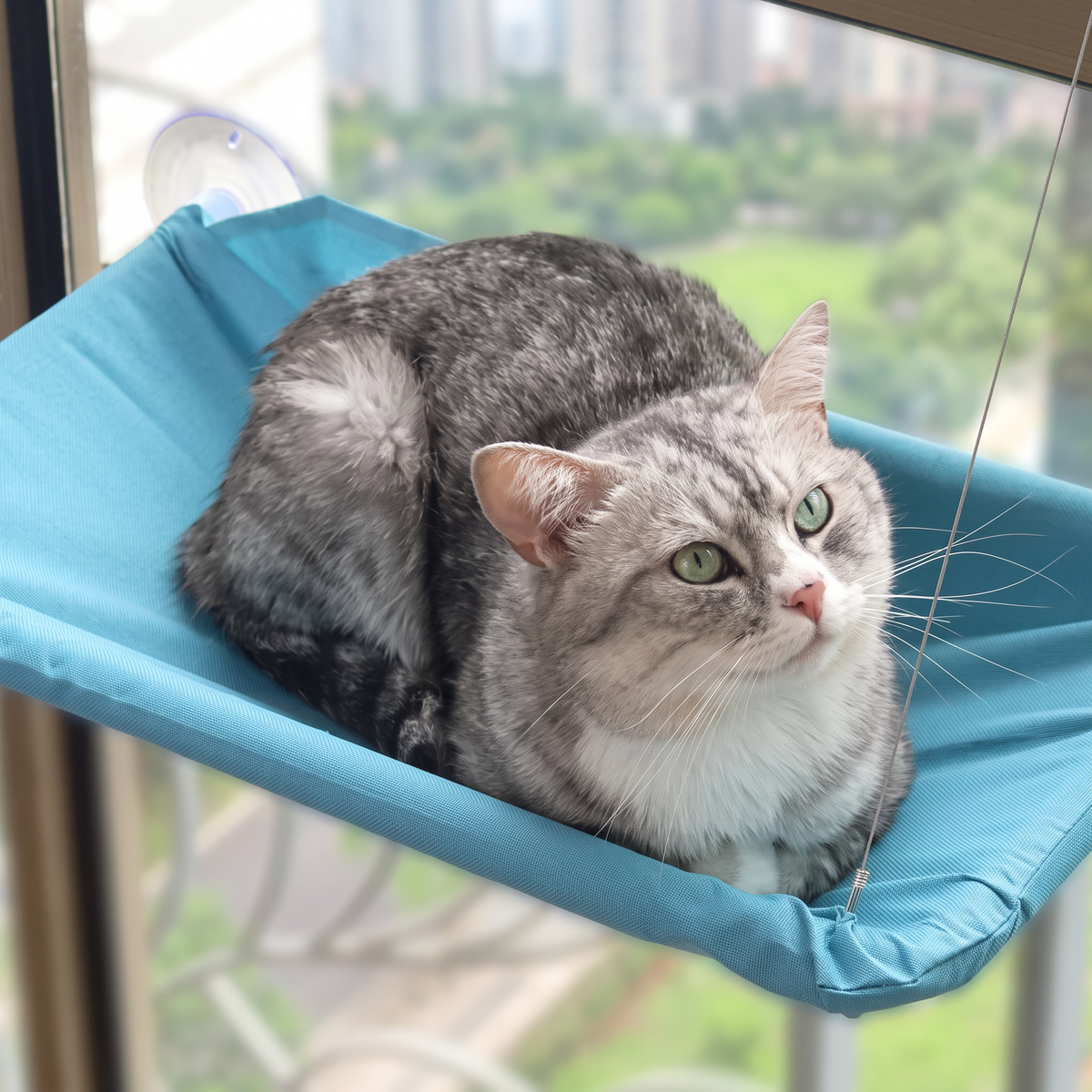 Hamac de fenêtre pour chat bleu suspendu sur vitre