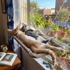 Hamac de fenêtre pour chat avec cadre d'escalade - Duo de chats au soleil