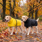 chiens avec un imperméable jaune et un noir